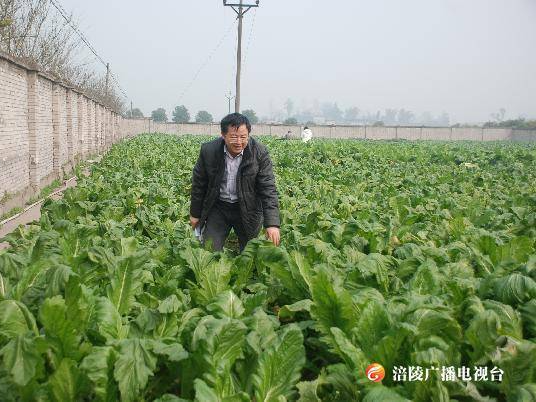 科技工作者专辑（十）丨范永红：榨菜研究的“领头羊”