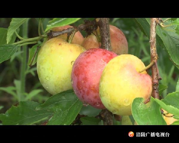 【决胜全面小康 决战脱贫攻坚】李子大丰收 扶贫结硕果