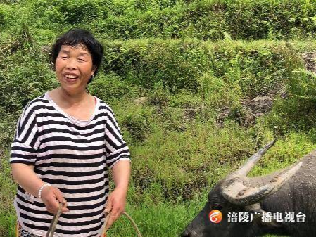 清溪镇：养牛致富 让日子“牛”起来
