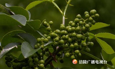荒山大变样 增绿又增收