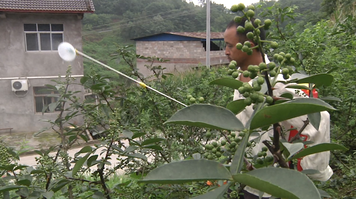 种下花椒树  走上致富路