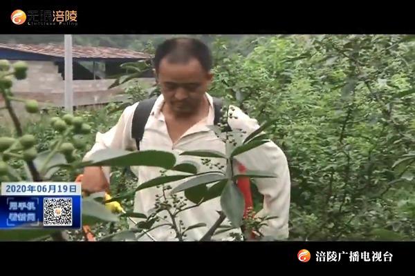 【决胜全面小康  决战脱贫攻坚】黄家飞：种下花椒树  走上致富路