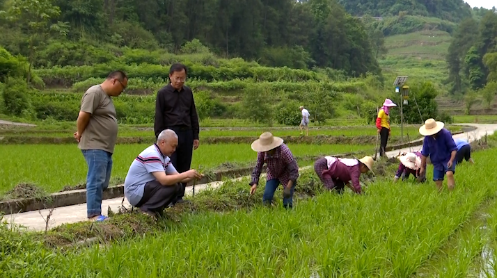 夏至节气将至   田间管护忙