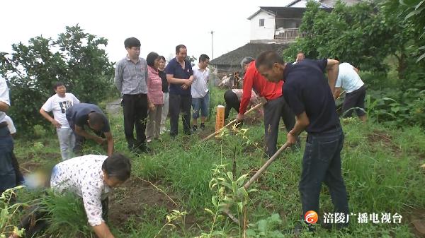 【决战决胜脱贫攻坚】陈福建：走出一条中药材种植的致富路！