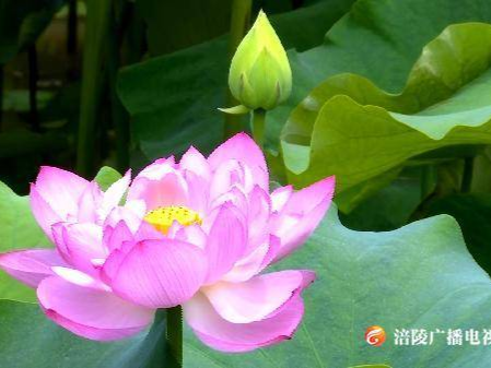 开了开了！你为“荷”还不来