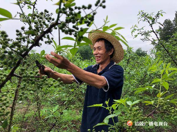 花椒丰收 贫困户笑“麻”了