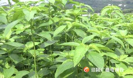 涪陵帝王菜 “飞”入寻常百姓家