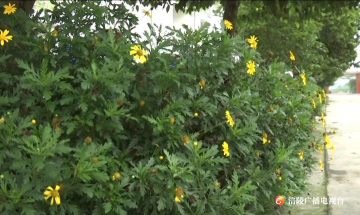 ​焦石镇：加强薄弱环节环境卫生整治 建设美丽乡村