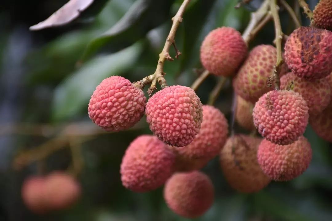 涪陵：又是荔枝飘香时   满树留丹等你来