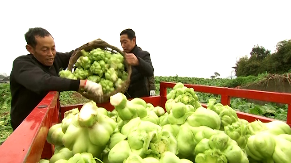 “涪陵榨菜”的脱贫攻坚之路