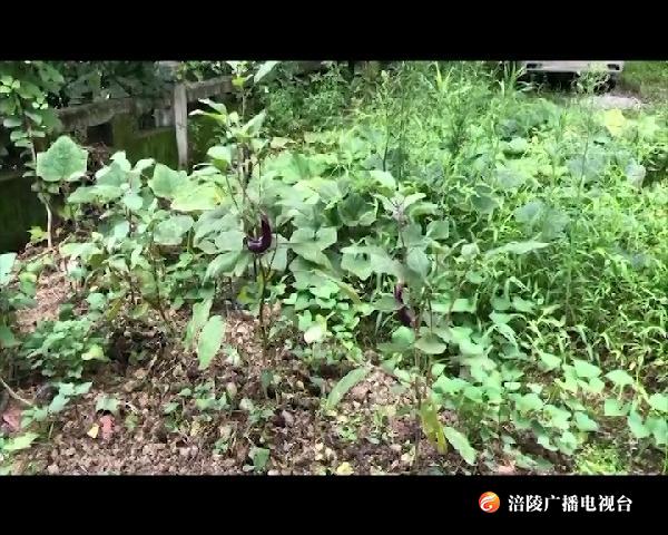 【曝光台】闲置地成“闹心地”