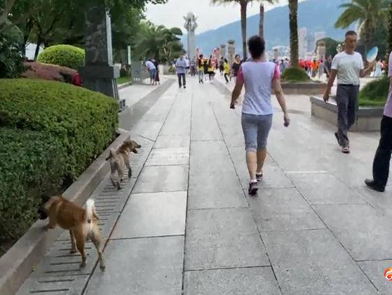 曝光台：遛狗不要“遛”走了文明