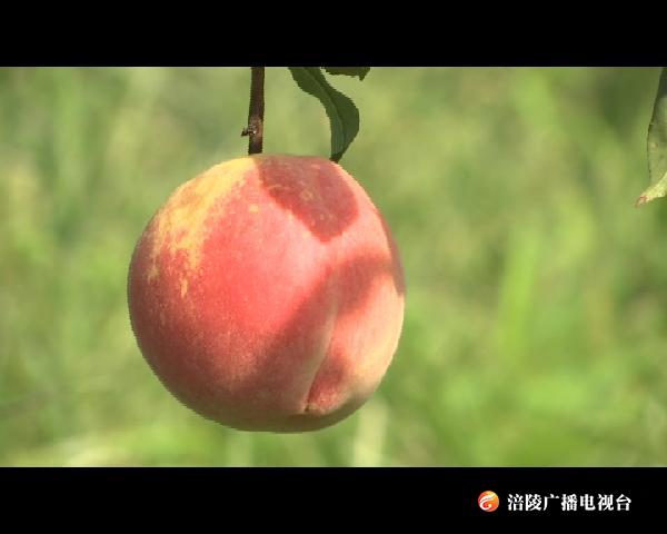 桃子熟了 采摘纳凉正当时