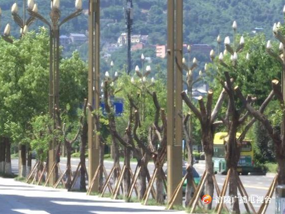 城区行道树补植完成 扮靓道路风景