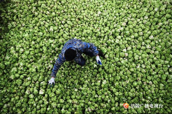 总产值120亿！我区敲定今秋明春榨菜产销目标