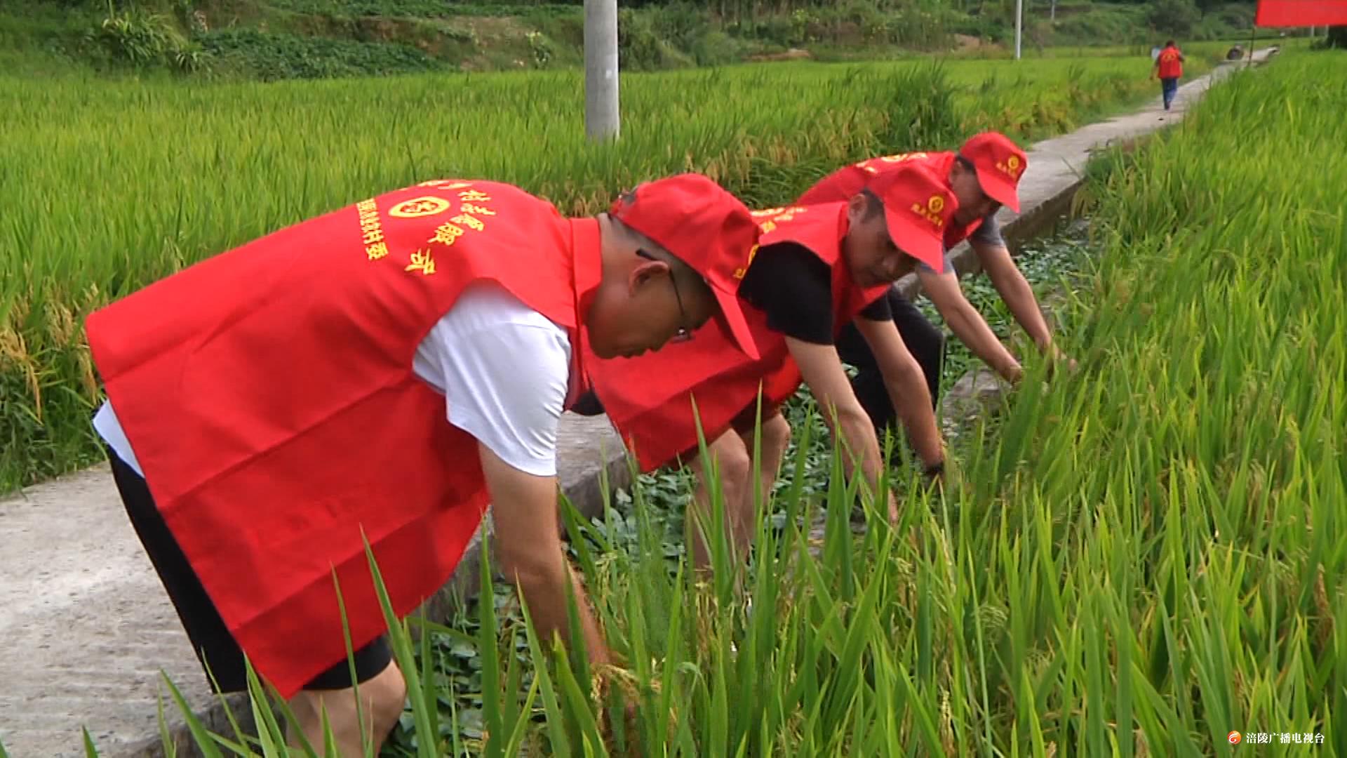 涪陵：“志愿服务队”助农秋收