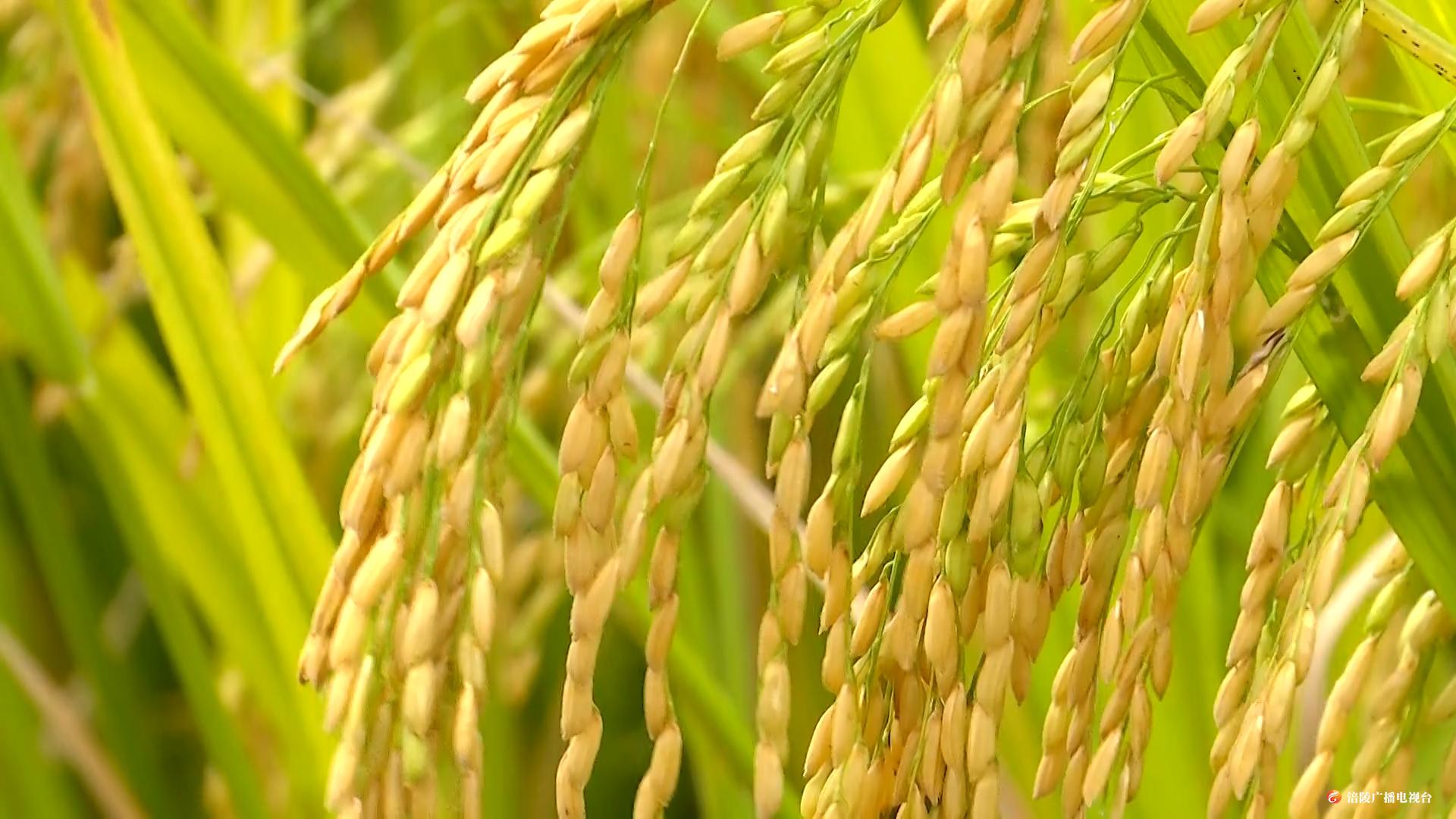 今日白露：金秋时节机收忙