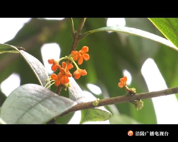涪陵：金秋桂花开 满城尽飘香