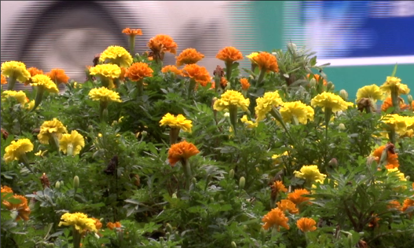 ​【我们的节日】十万株鲜花扮靓街头迎“双节”