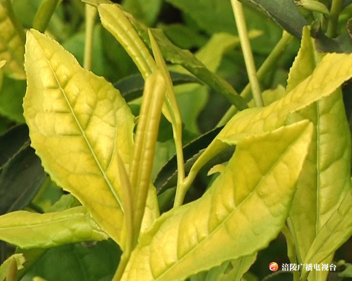 “涪陵黄茶”获全国斗茶大赛特别金奖