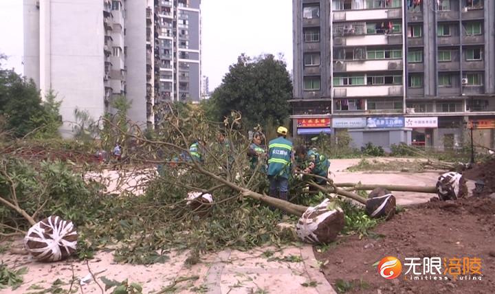 洗墨路人防工程启动景观绿化工程 本月中旬将全面投用