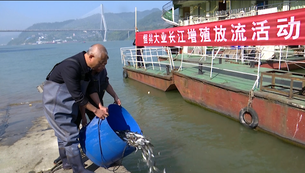 涪陵：20万尾鱼苗投放长江  有效修复生态环境