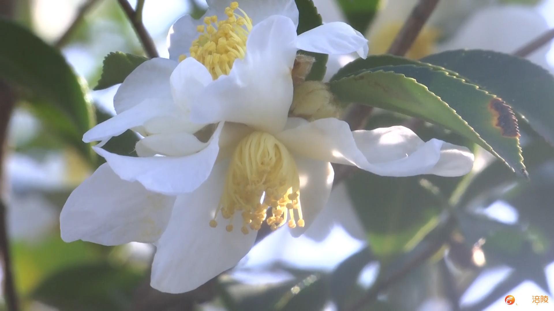 涪陵：千亩油茶花次第开 满山落遍深秋“雪”