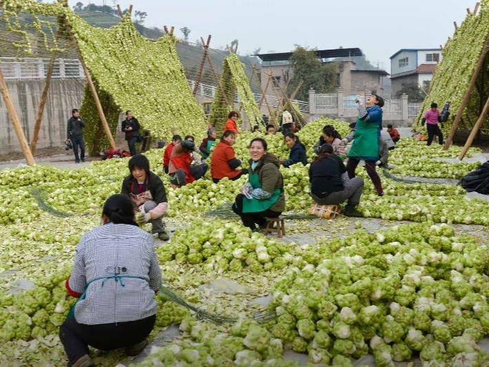 第三届涪陵榨菜产业博览会12月30日启幕