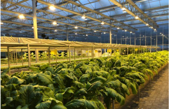 重庆  涪陵榨菜年产值达120亿元 成地方重要产业支撑