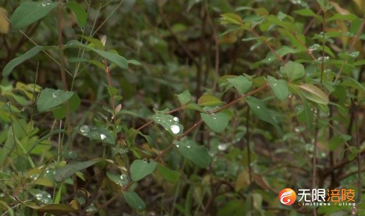 ​“小寒”捎来冷空气 涪陵日均气温下降2～4℃