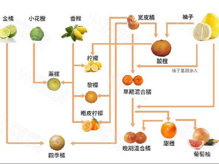 柑橘柚橙，理清一下橘子家族的“混乱”关系！