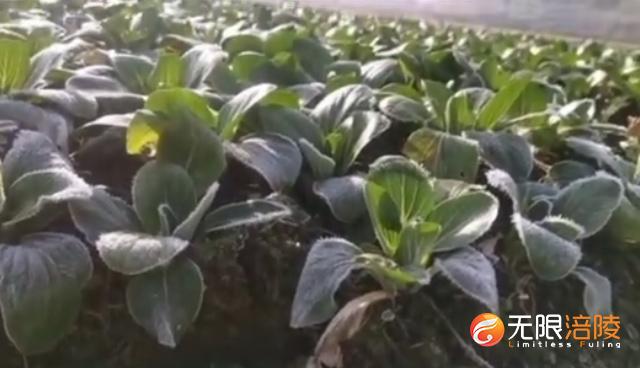 0℃以下！涪陵区气象台发布霜冻蓝色预警