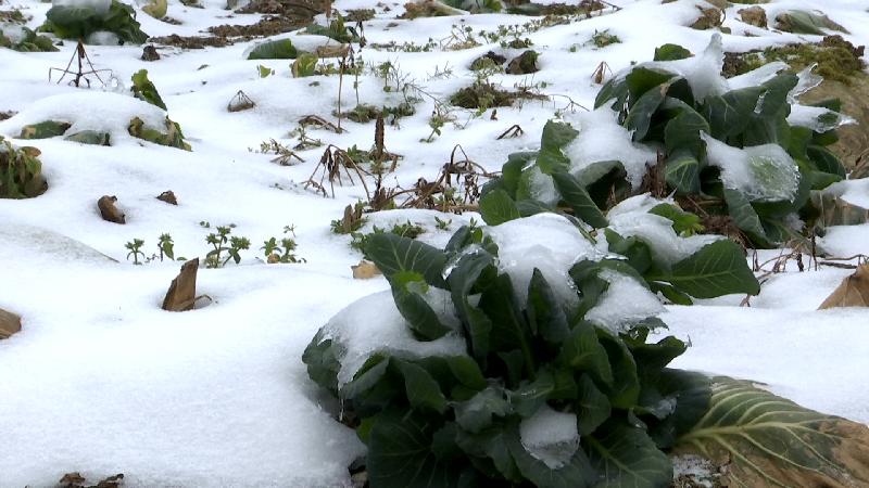 风雪中的坚守：“大木山货”下山记