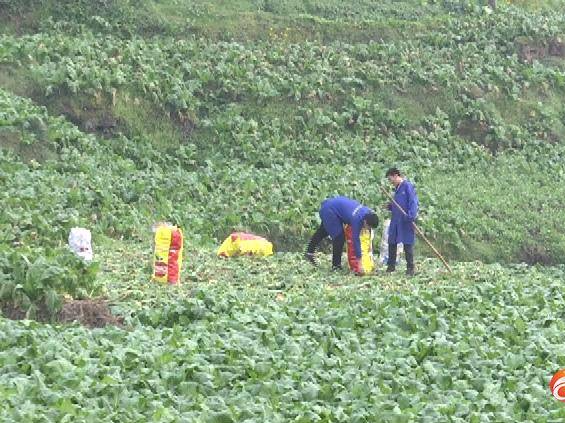 涪陵：青菜头收购迎来历史最高价