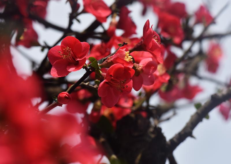 “花中神仙”次第放   芳菲春色醉心田