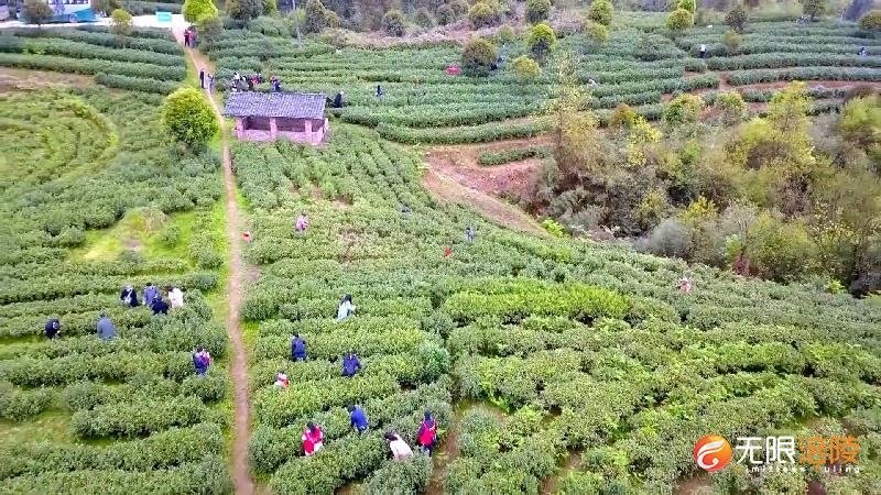 春茶飘香时 涪陵区8000亩绿茶全面开采