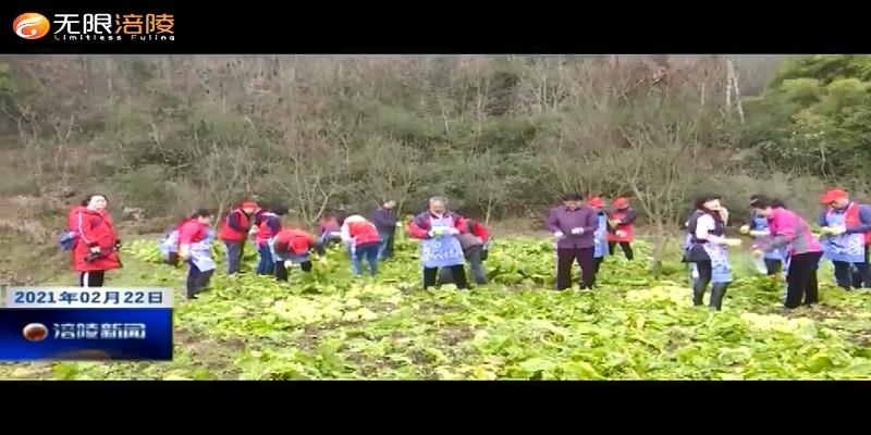 区政协机关干部助农砍收青菜头