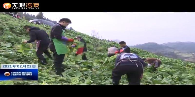 区人大办扶贫集团助农收砍青菜头