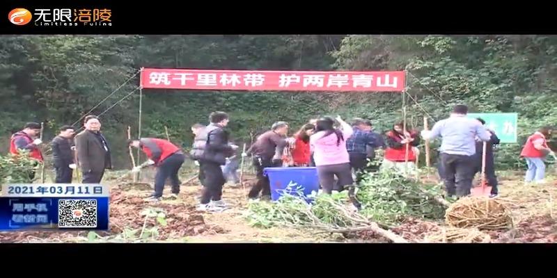 新闻特写：活跃在义务植树现场的红色身影