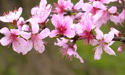 涪陵：桃花红兮李花白 乡野江畔春意浓