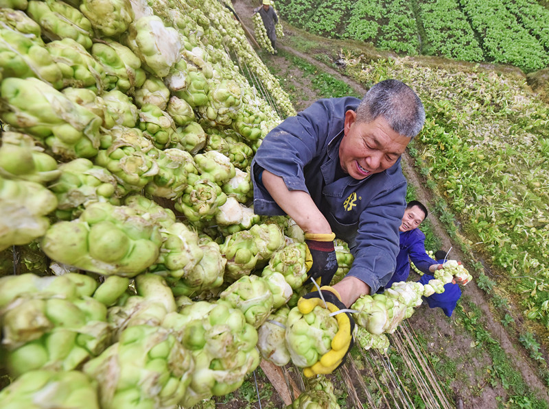新闻调查 | 青疙瘩，金疙瘩？！ 涪陵青菜头卖到史上最高价的背后