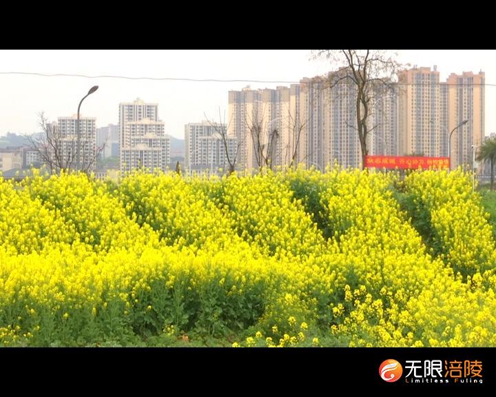 涪陵：两千亩油菜花带您约会春天