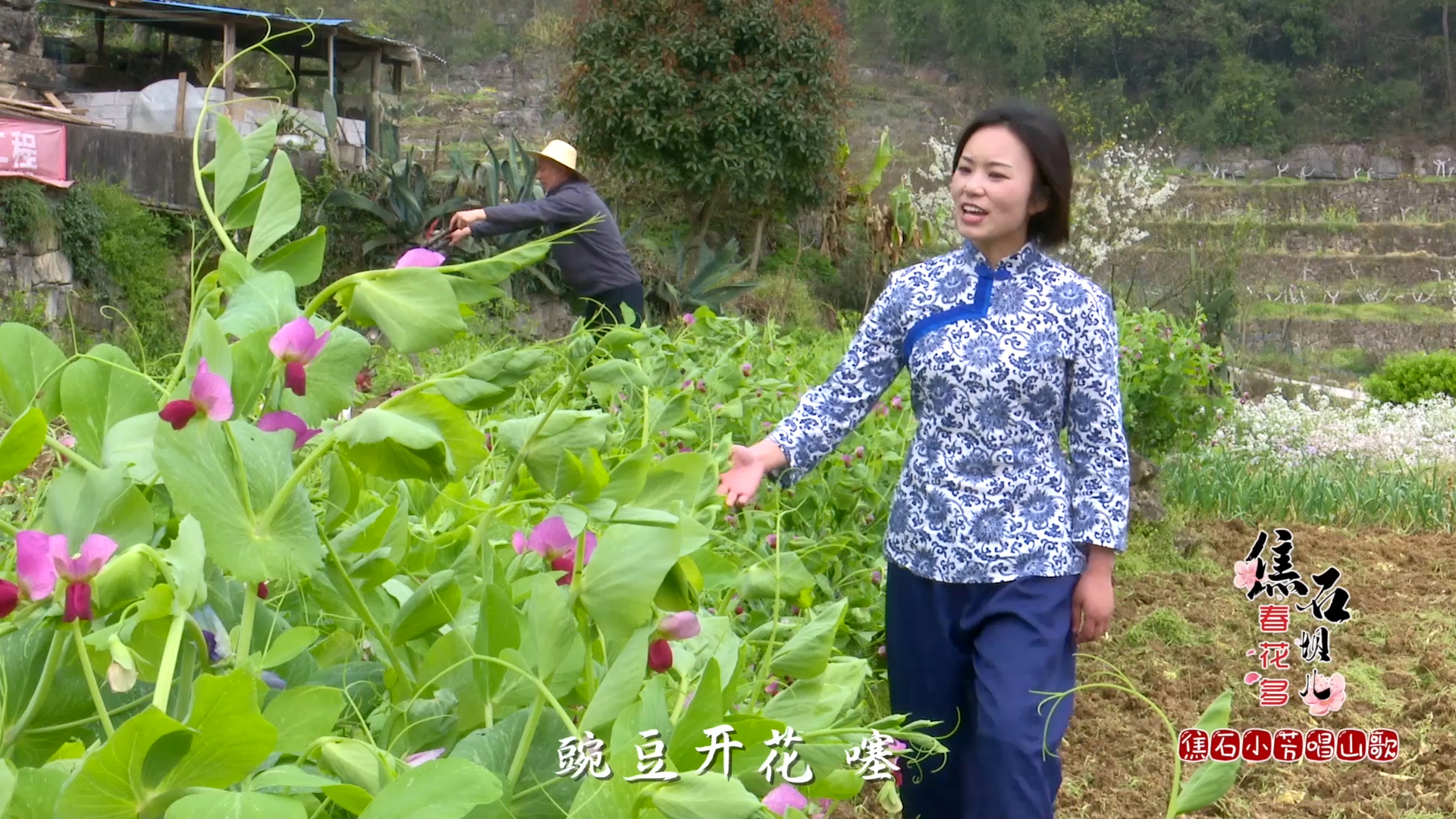 焦石小芳唱山歌    焦石坝儿春花多