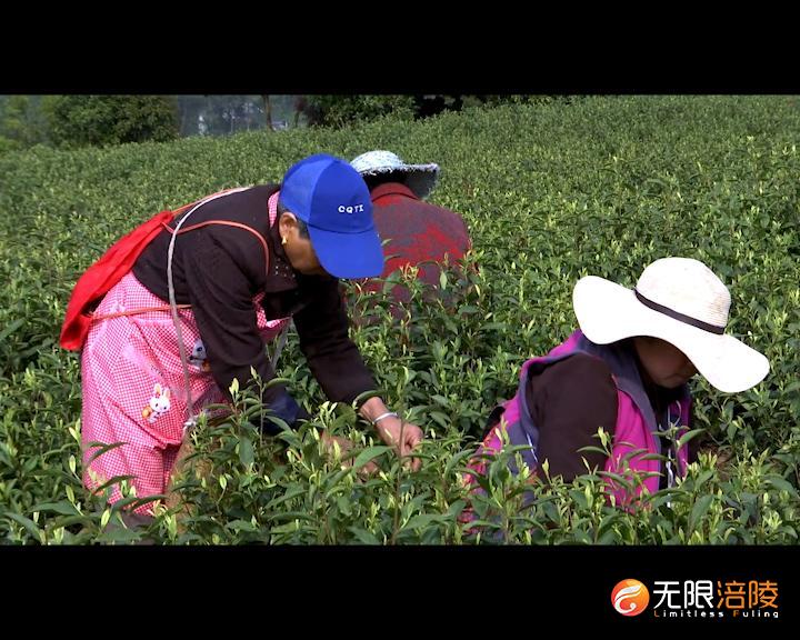 涪陵：万亩春茶全面开采