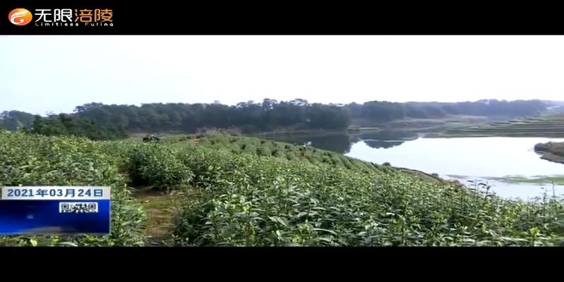 ​我区万亩春茶全面开采