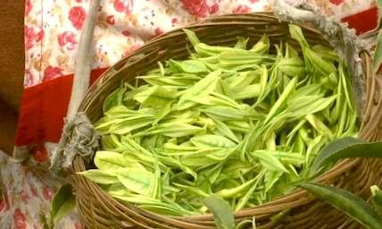 涪陵：春日好时光 抢采明前茶