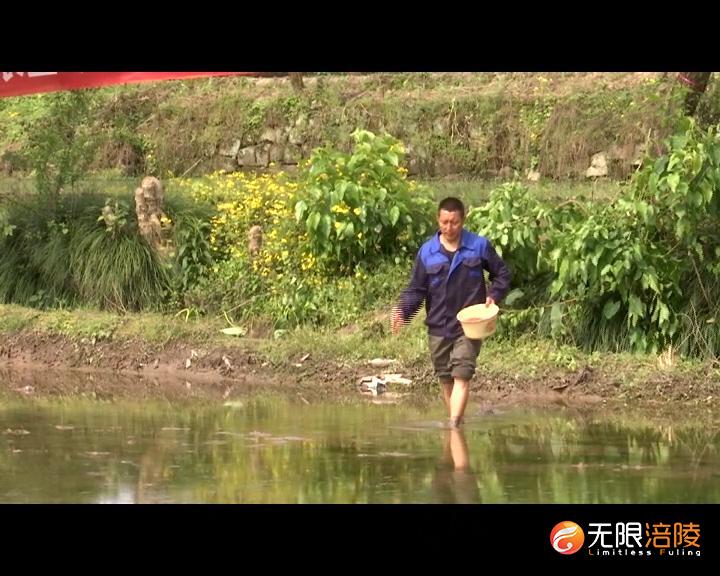涪陵区首次试点水稻“淹水直播”技术