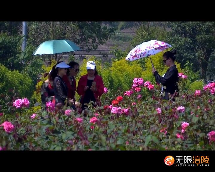 “五一”盘点：涪陵各景区迎客158万人次 5天揽金13.2亿元