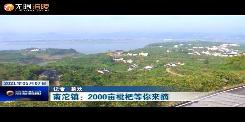 南沱镇：2000亩枇杷等你来摘