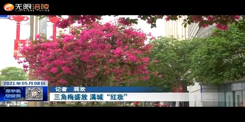 三角梅盛放 满城“红妆”